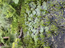 Nicola ALEXANDRE - ADN AGENCEUR DECORATEUR NICOLA